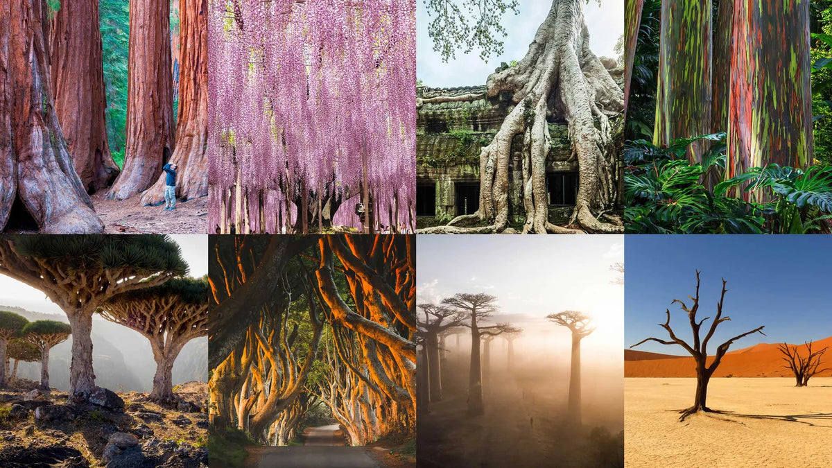 Remarkable Tree Species Around the World: A Global Journey