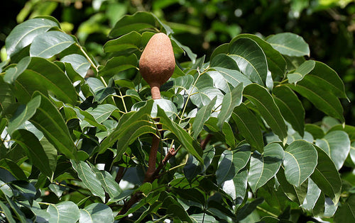 West Indian Mahogany Tree