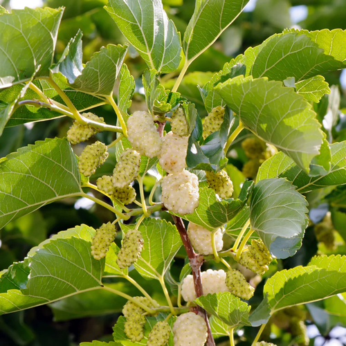 White Mulberry Tree