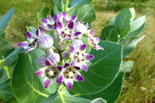 White Sagewood Tree Guide: Benefits & Mystical Uses
