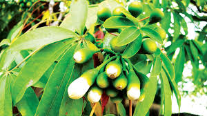 White Silk Cotton Tree
