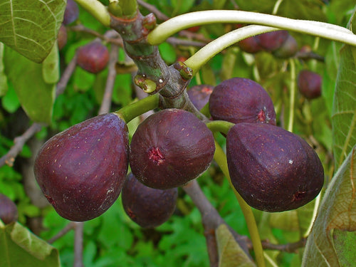 Wild Fig Tree