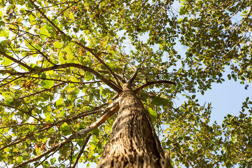 Yellow Teak Tree