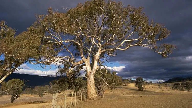 Yellow Box Tree: Hardy Australian Native for Your Garden – Grow Billion ...