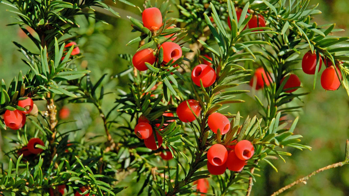 Yew Tree Wonders: Unlocking the Secrets of Nature's Timeless Guardian