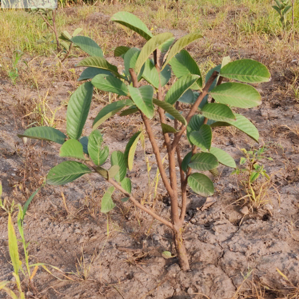 Gamhar Tree: Celebrating the Beauty and Environmental Contributions of ...