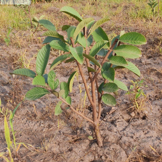 The Poovarasu Tree: A Symbol of Strength and Sustainability – Grow ...