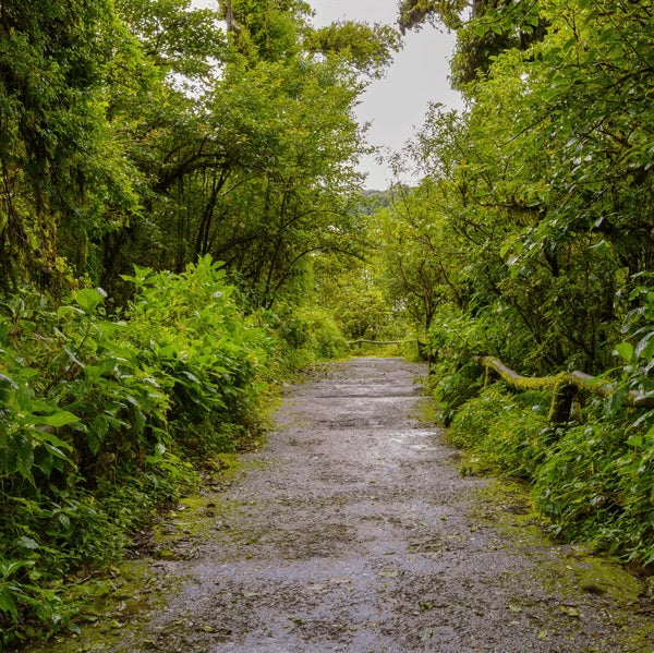 Ber Tree: Exploring the Riches of the Ber Tree – Grow Billion Trees