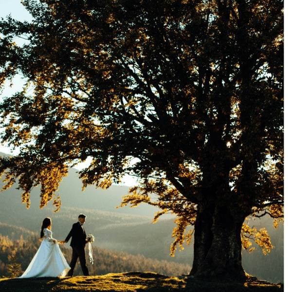 Matti Tree: The Water-Reserving Tree of the Forests – Grow Billion Trees