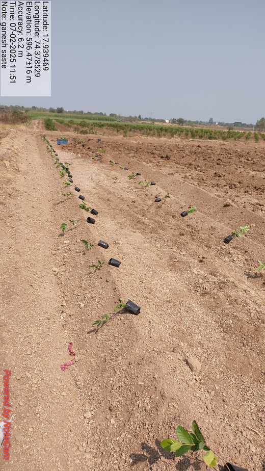 Reforesting with Purpose: We4All’s Tree Plantation for Climate & Livelihood – 1 year