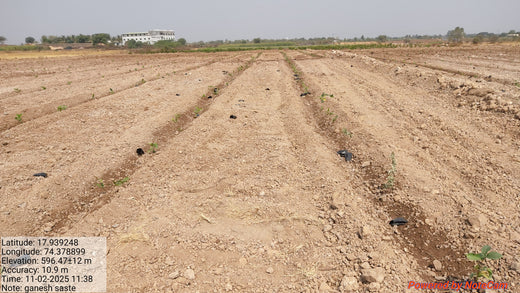 Reforesting with Purpose: We4All’s Tree Plantation for Climate & Livelihood – 1 year