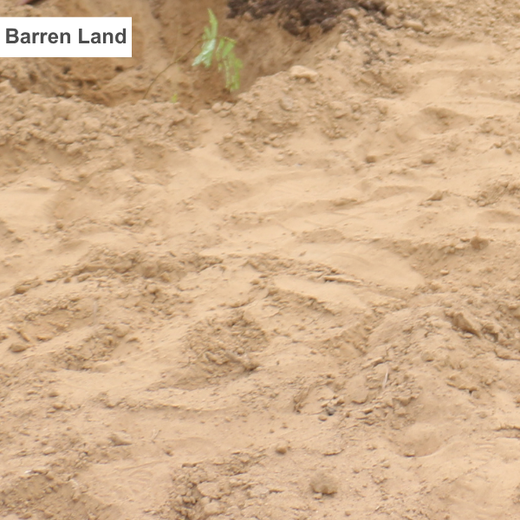 Trees for Tomorrow: Girnar Soft’s Sustainable Agriculture Initiative – Planting