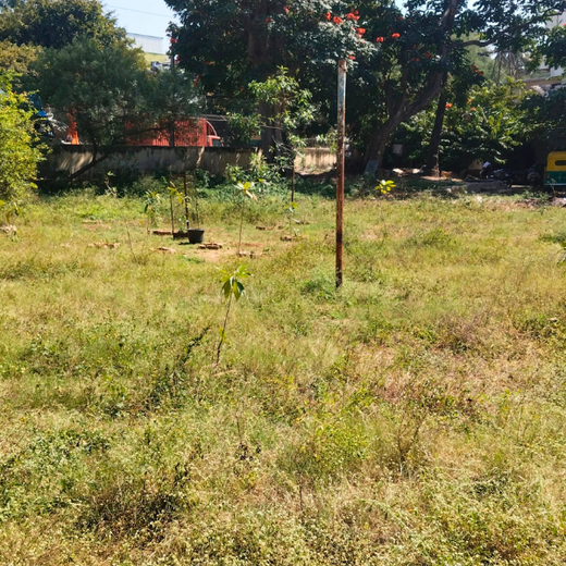 “Leafy Legacies: Weber Shandwick Bangalore’s Journey Toward Urban Sustainability” – 1 year