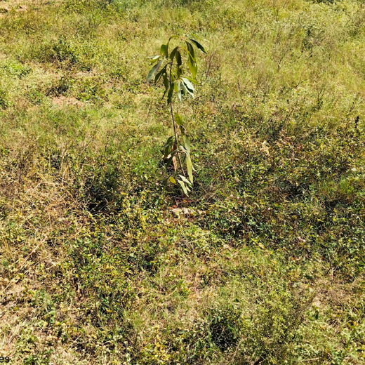 “Leafy Legacies: Weber Shandwick Bangalore’s Journey Toward Urban Sustainability” – 1 year