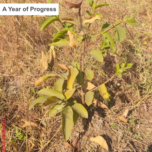 AIT’s Green Start to 2025: Growing Bonds, Growing Trees – 1 year