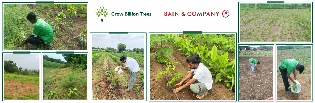 Bain Capability Centre India Pvt. Ltd: Trees Today, A Greener Tomorrow