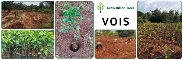 VOIS Green Mission: Carbon Neutrality Through Urban Greening