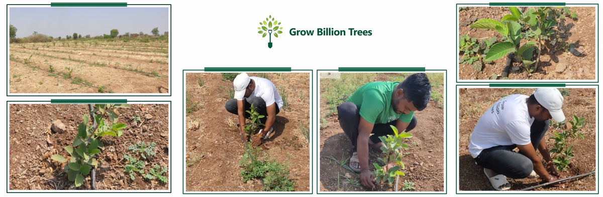 Aditi C. Bhanot’s Initiative for Environmental Restoration