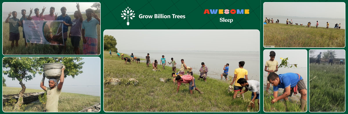 Awesome Sleep’s Mangroves for Air, Life & Better Sleep