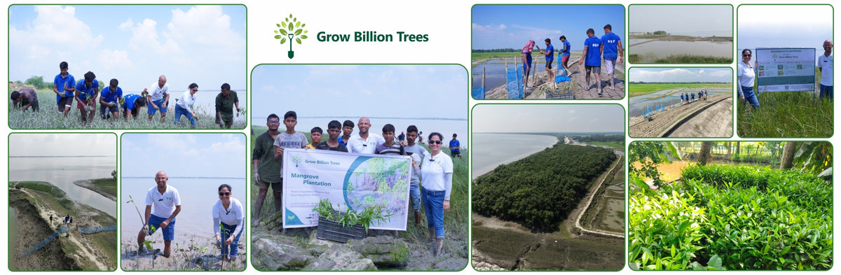 Nature’s Guardians: Mangroves for People, Planet, and Prosperity