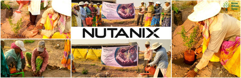 Each Tree, a Step Forward: Nutanix's Agroforest CSR Initiative