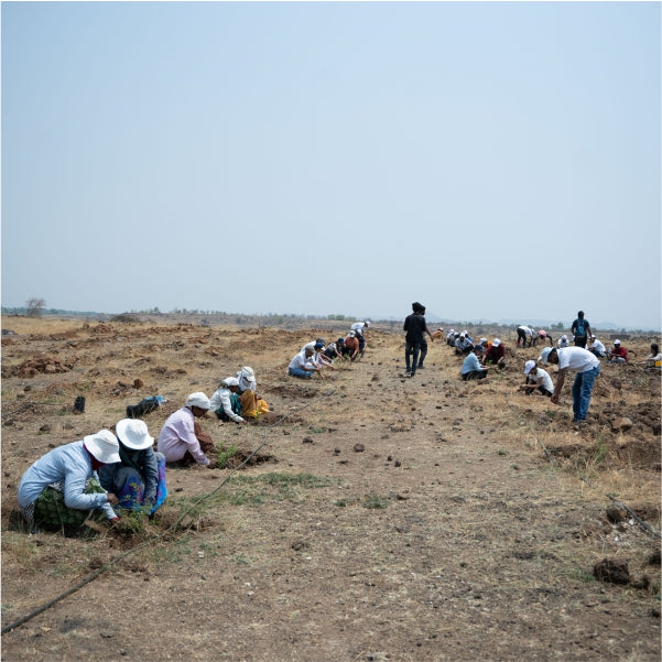 Trees for a Greener Tomorrow - by Habitat India