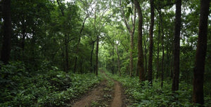 Create a forest in your company's name