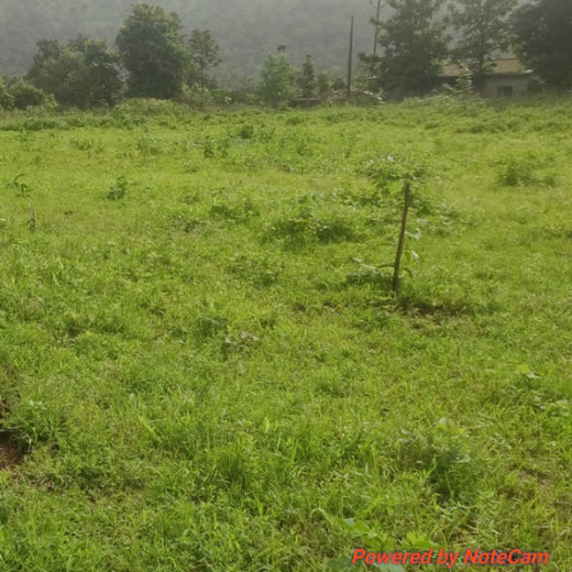 BDx India’s Agroforestry in Maharashtra:Cultivating Sustainability – 6 months