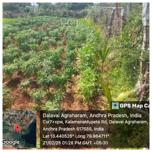 Apollo Tyres’ Mission to Boost Farmer Livelihoods and Tree cover in Andhra Pradesh – 1 year