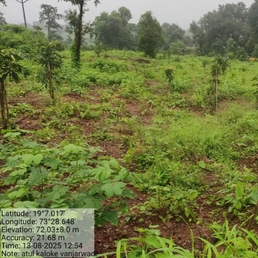 Beyond the Waves: Castle Ships’ Agroforestry Drive for Climate Action – 6 months