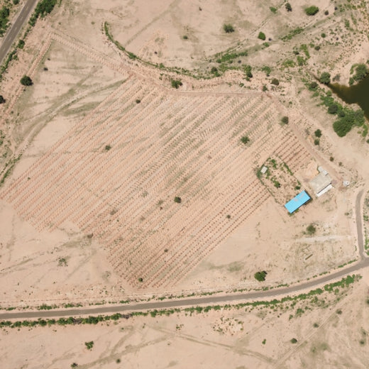 Greening Together: Adani Foundation’s Community-Led Afforestation – Planting