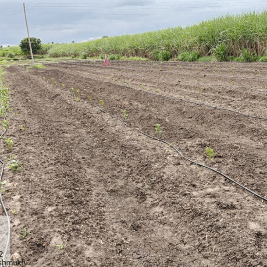 BAGIC’s ESG Initiative: Tree Plantation through Agroforestry – 2 years