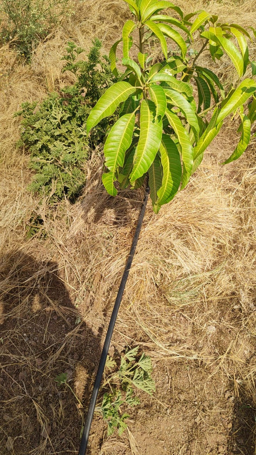 Cultivating Innovation: Ideas to Impacts Hub Plants Trees for D2C Innovators – Planting