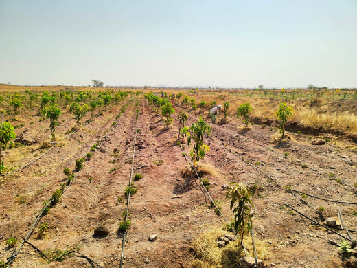 Celebrating Sustainability: Startup Saga Goes Carbon Neutral – Planting
