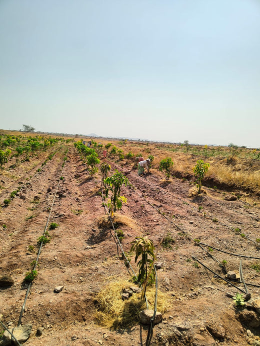 Each Tree, a Step Forward: Nutanix's Agroforest CSR Initiative – Planting