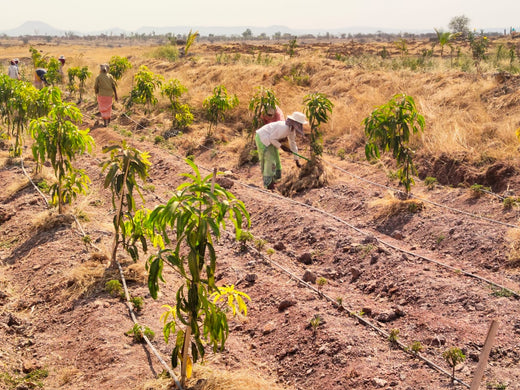 Celebrating Sustainability: Startup Saga Goes Carbon Neutral – Planting