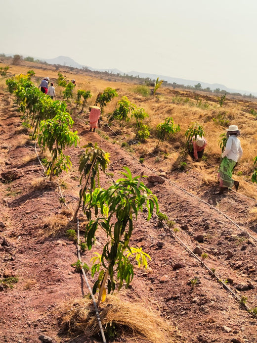 Celebrating Sustainability: Startup Saga Goes Carbon Neutral – Planting