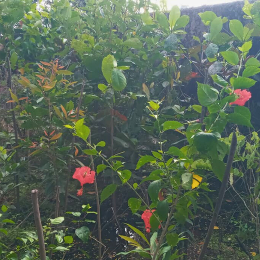 Caterpillar's Legacy: A Learning forest in Kovilambakkam, Chennai – 2 years