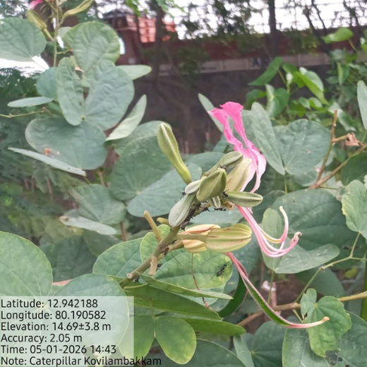 Caterpillar's Legacy: A Learning forest in Kovilambakkam, Chennai – 2 years