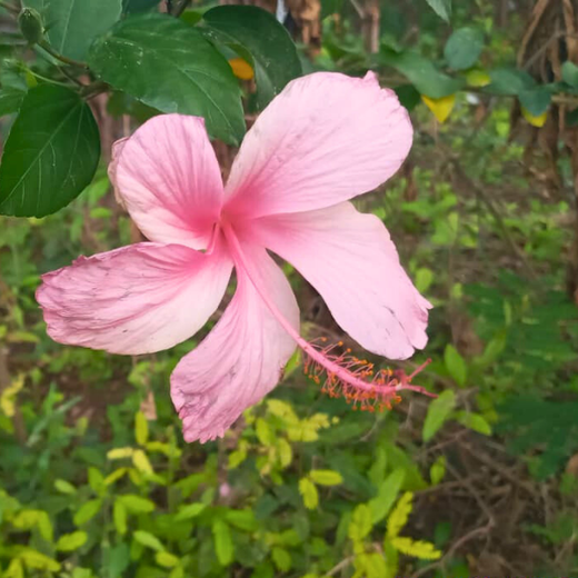 Caterpillar's Legacy: A Learning forest in Kovilambakkam, Chennai – 2 years