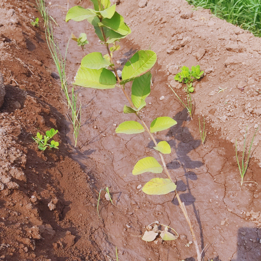 Planting Impact at CPHI India 2024: Dr. Reddy’s Agroforestry Journey – 6 months