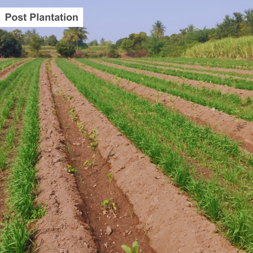 Planting Impact at CPHI India 2024: Dr. Reddy’s Agroforestry Journey – 6 months