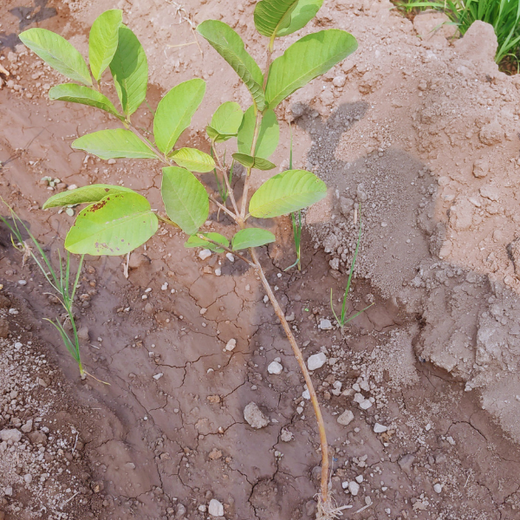 Planting Impact at CPHI India 2024: Dr. Reddy’s Agroforestry Journey – 6 months
