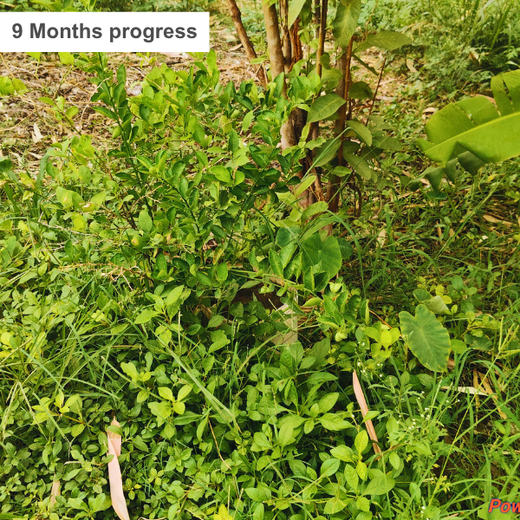 Trees of Love: Aradhana’s Gift to Gokul and the Planet – 1 year