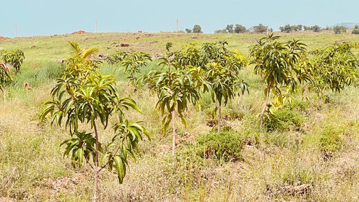 Koshiqa’s Agroforest Initiative: Nurturing Nature for Its Subscribers – 6 months