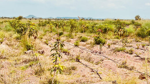 Koshiqa’s Agroforest Initiative: Nurturing Nature for Its Subscribers – 6 months