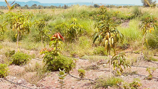 Koshiqa’s Agroforest Initiative: Nurturing Nature for Its Subscribers – 6 months