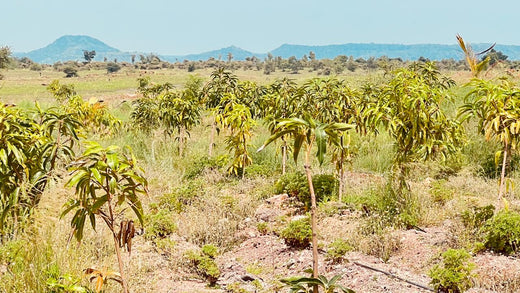 Koshiqa’s Agroforest Initiative: Nurturing Nature for Its Subscribers – 6 months