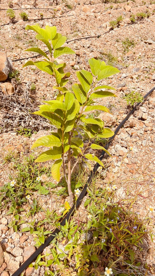 Koshiqa’s Agroforest Initiative: Nurturing Nature for Its Subscribers – 6 months