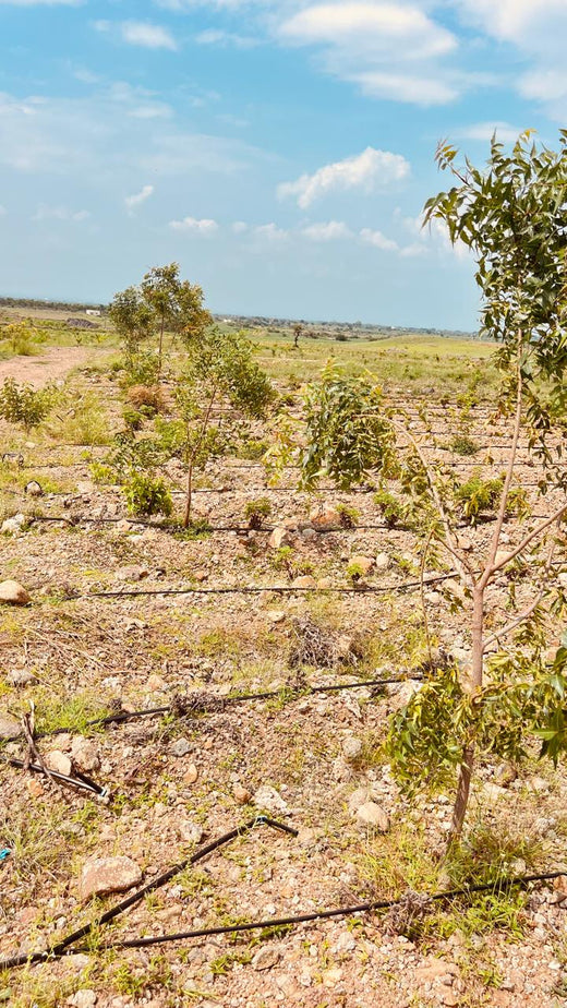 Koshiqa’s Agroforest Initiative: Nurturing Nature for Its Subscribers – 6 months